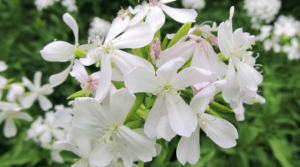 Soapwort Plant