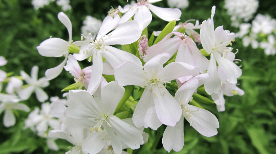 Soapwort Plant Guide: Tips for Thriving Blooms and Natural Uses.