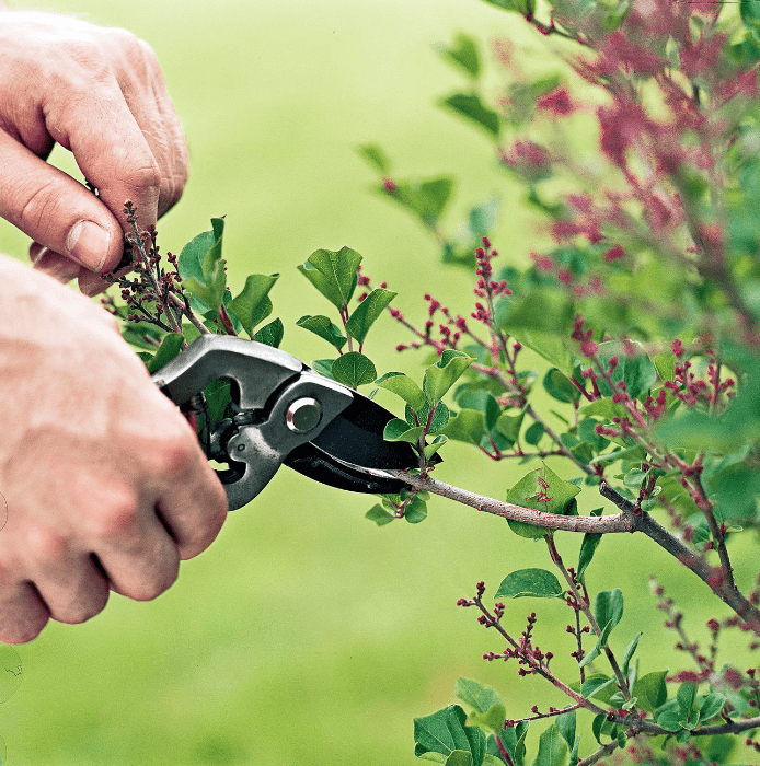 Seasonal care for Soapwort Plant 