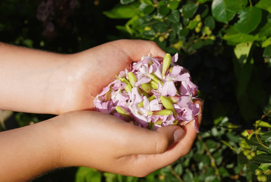 harvest soapwort 