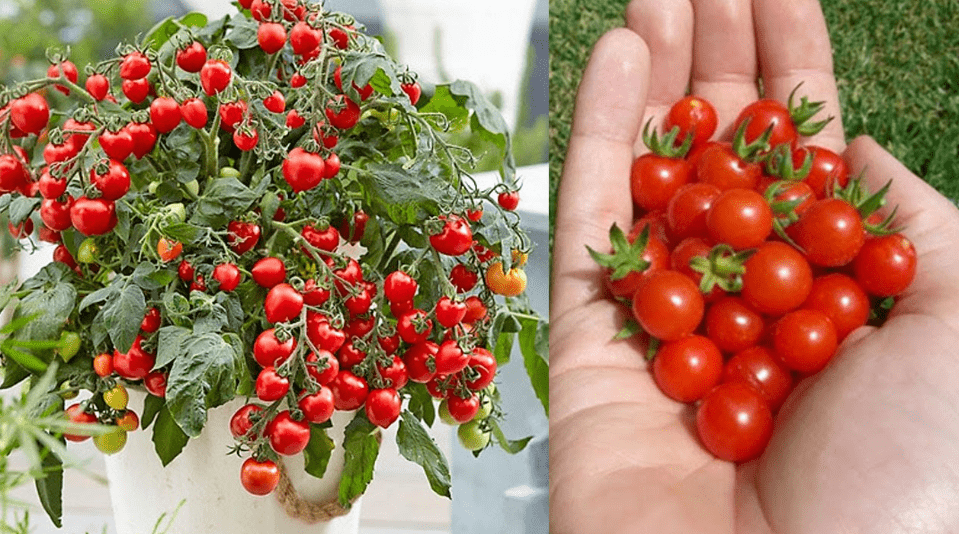 Cherry Tomatoes in Pots