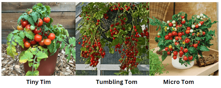 Cherry Tomato Varieties for Pots 