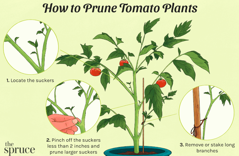 Pruning and Pinching