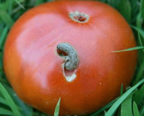 Common Pests in Cherry Tomatoes in Pots