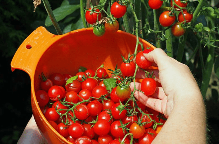  How to Harvest 