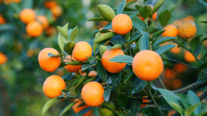 Tangerine Plant