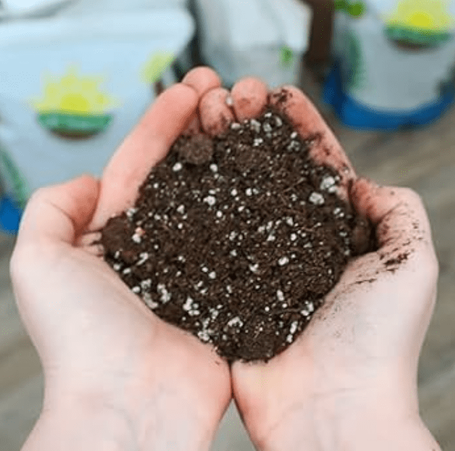 Ideal Soil Mix for Tangerine Plant 