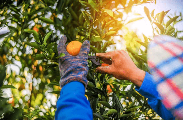 Harvesting Tangerines