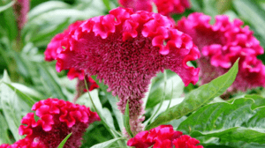 Cock's Comb Flowers