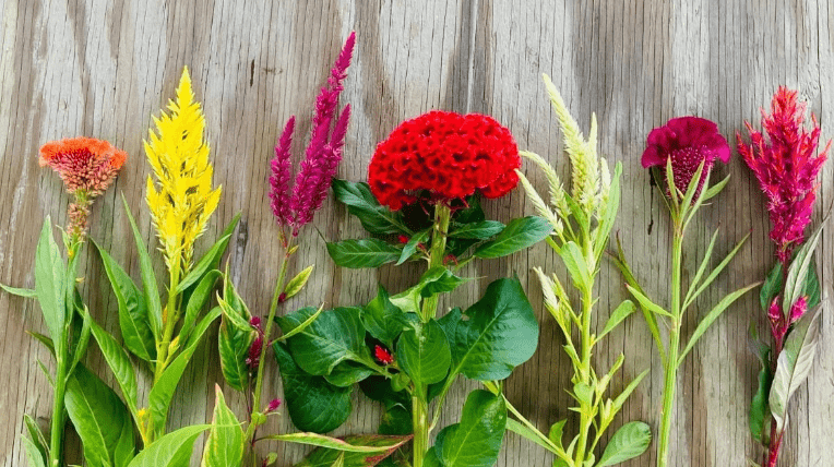 Types of Cock's Comb Flowers