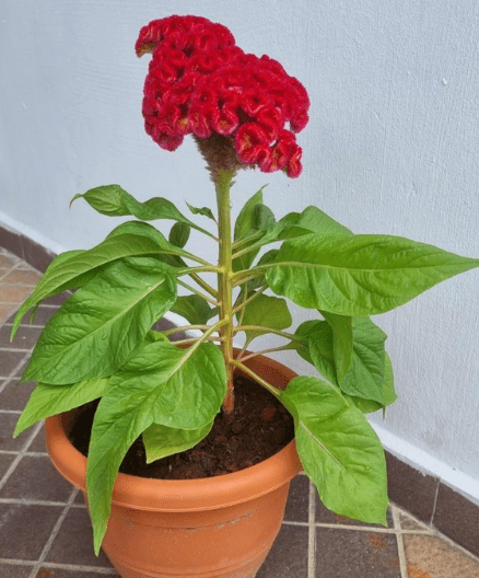 Container gardening