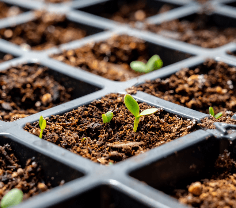 Transplanting seedlings into containers