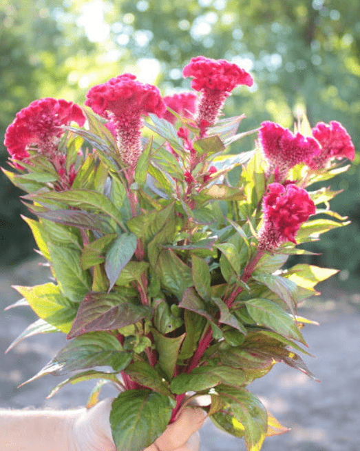  Harvesting Cock's Comb Flowers