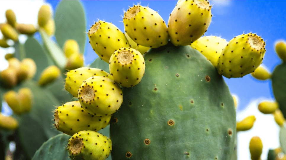 Green Prickly Pear