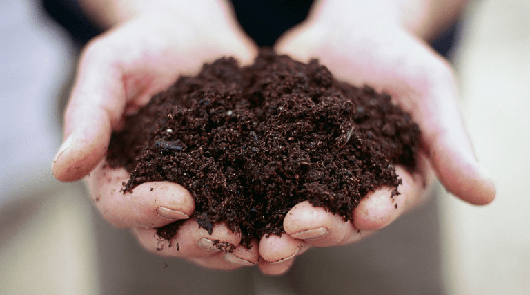 Preparing the Soil for Green Prickly Pear