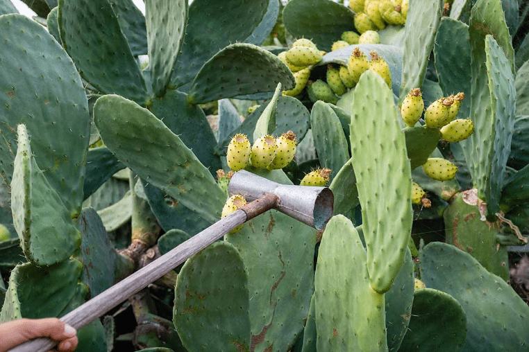 Harvest and Use Green Prickly Pear 