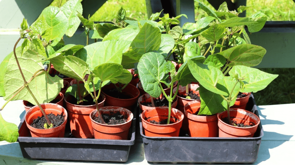 Growing Green Beans in Containers