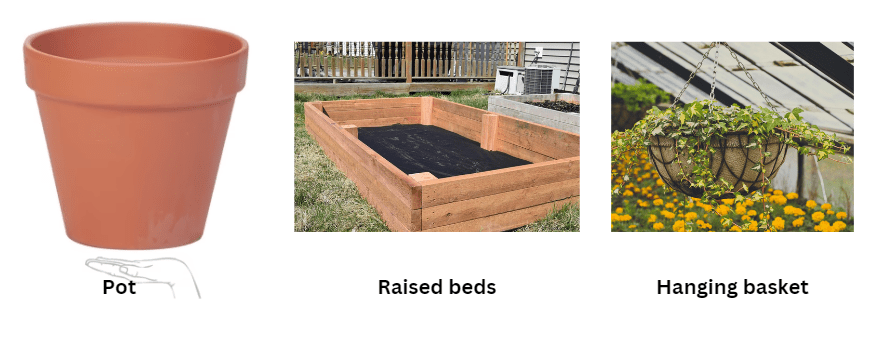 pots, raised beds, hanging baskets for Growing Green Beans