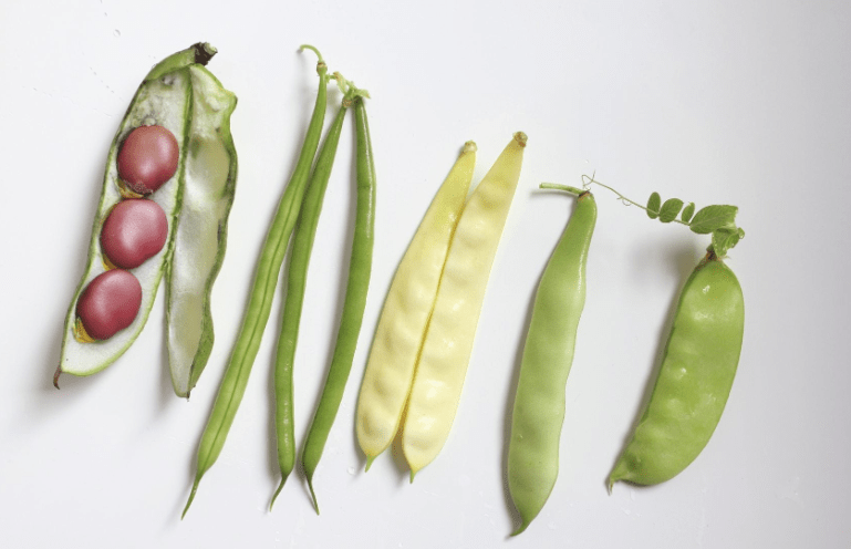 green bean varieties for container gardening