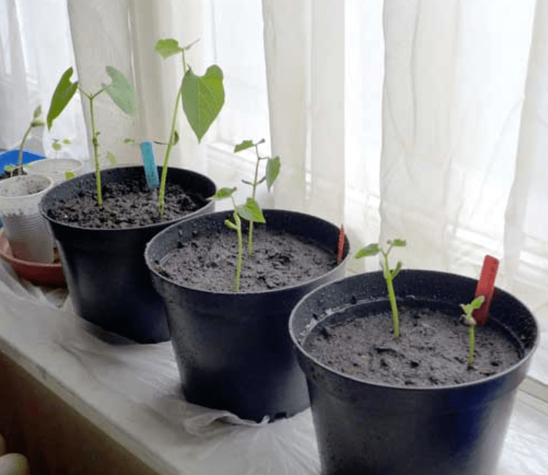 planting green beans in containers