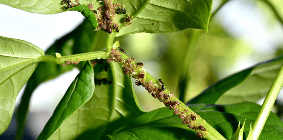 Common pests and diseases affecting green beans in containers