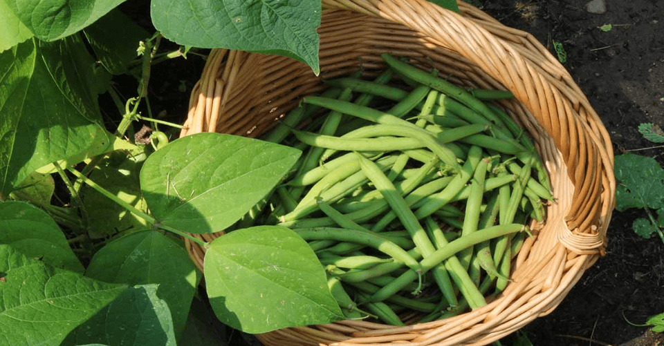 harvesting techniques