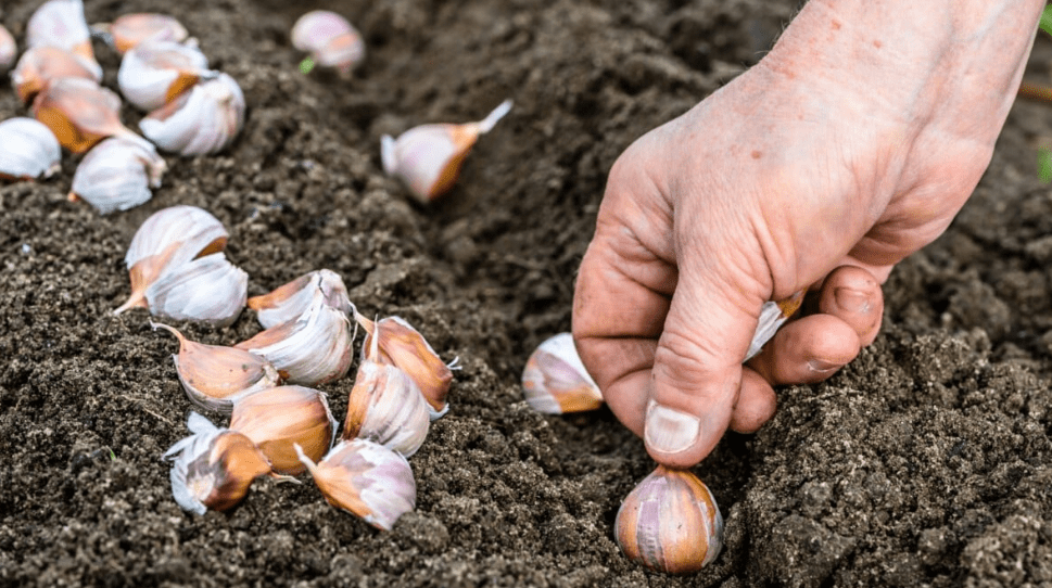 Planting Garlic