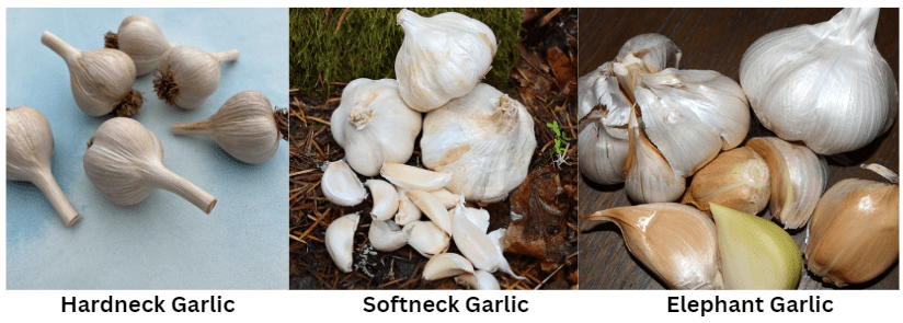 different garlic types