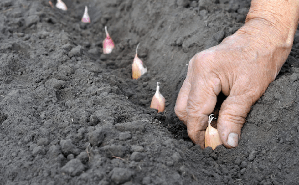 planting garlic cloves