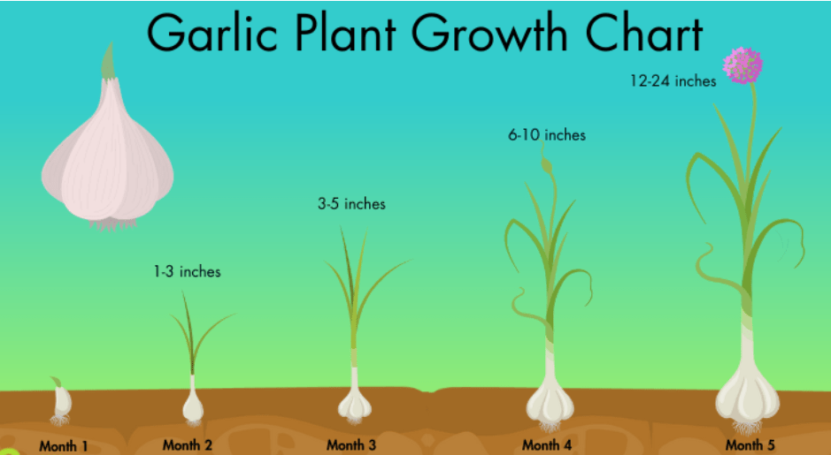 Planting Garlic growth stages. 