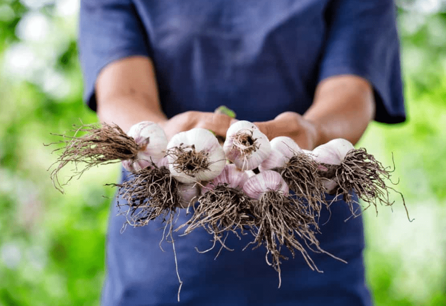  Techniques for harvesting