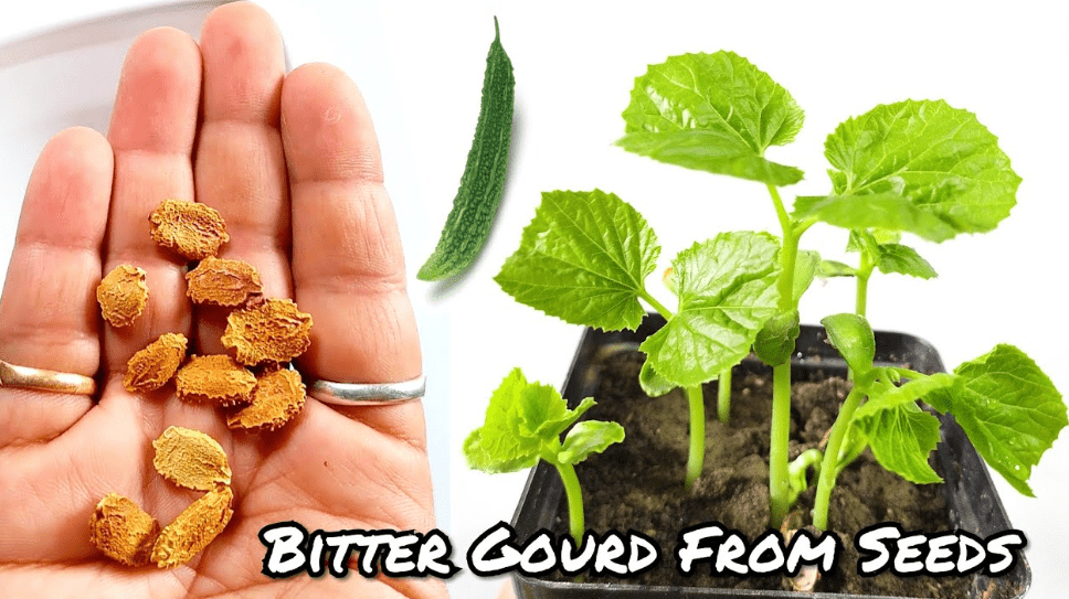 Bitter Gourd Seedlings