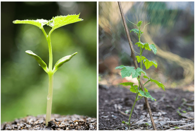 Planting process