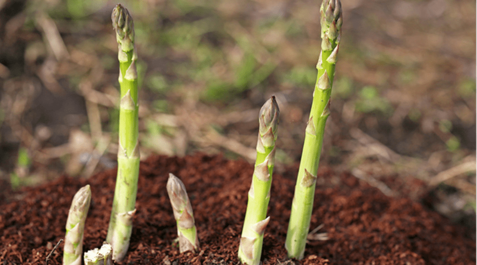 Fertilizing Asparagus