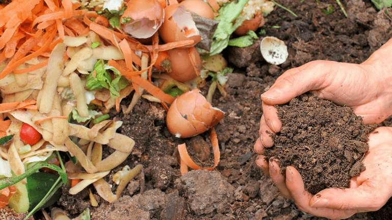  Homemade compost and manure