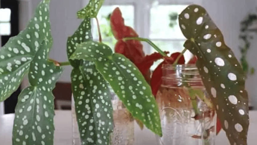 Propagating Angel Wing Begonias