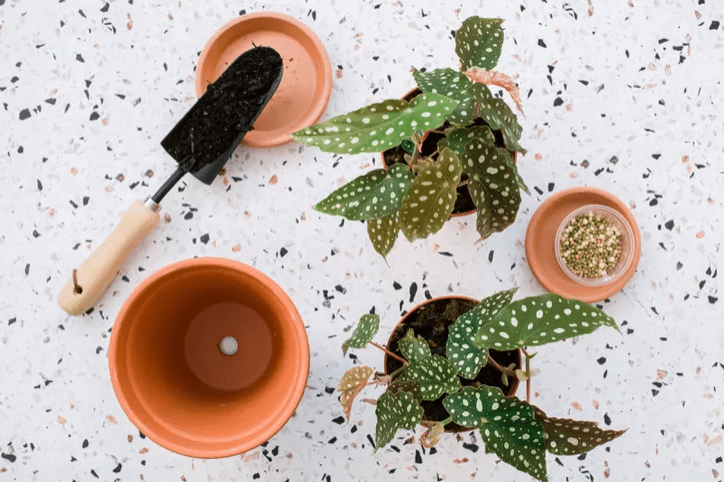 Fertilizing Your Angel Wing Begonias