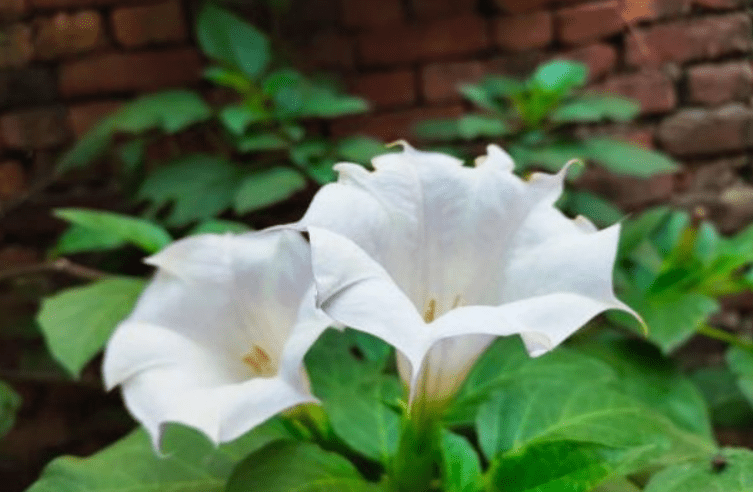 Moonflower Plant