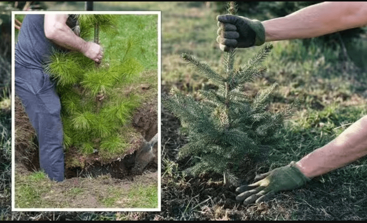 A step-by-step guide illustrating the process of planting a tree, showcasing tools and techniques for successful growth.