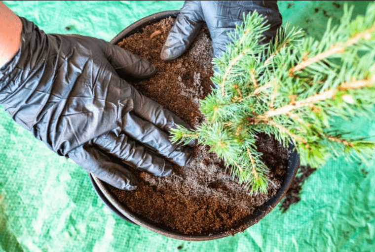 A person in gloves gently holds a small potted tree, showcasing care for nature and the environment.