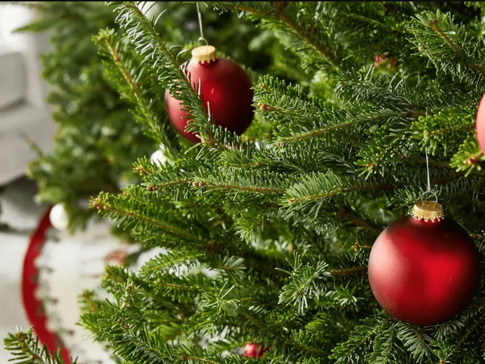 A close-up view of a Christmas tree adorned with vibrant red ornaments, showcasing festive holiday spirit and decoration.