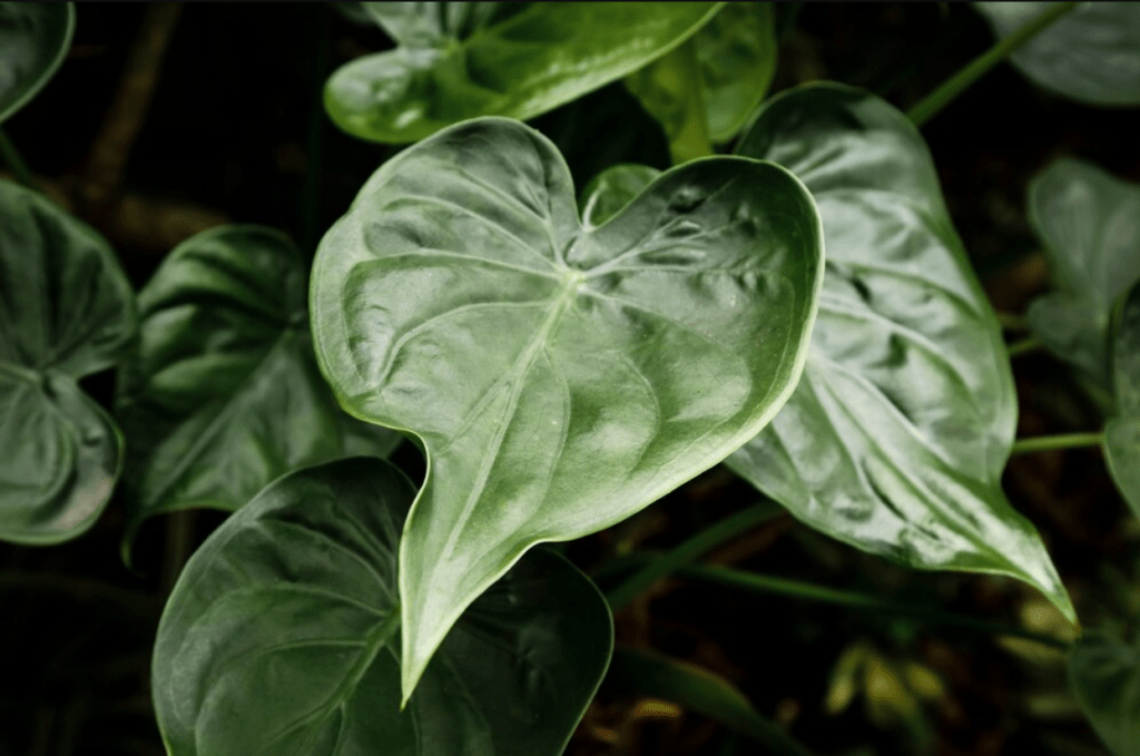 A close-up view of a large green leaf, showcasing its intricate texture and vibrant color against a blurred background.