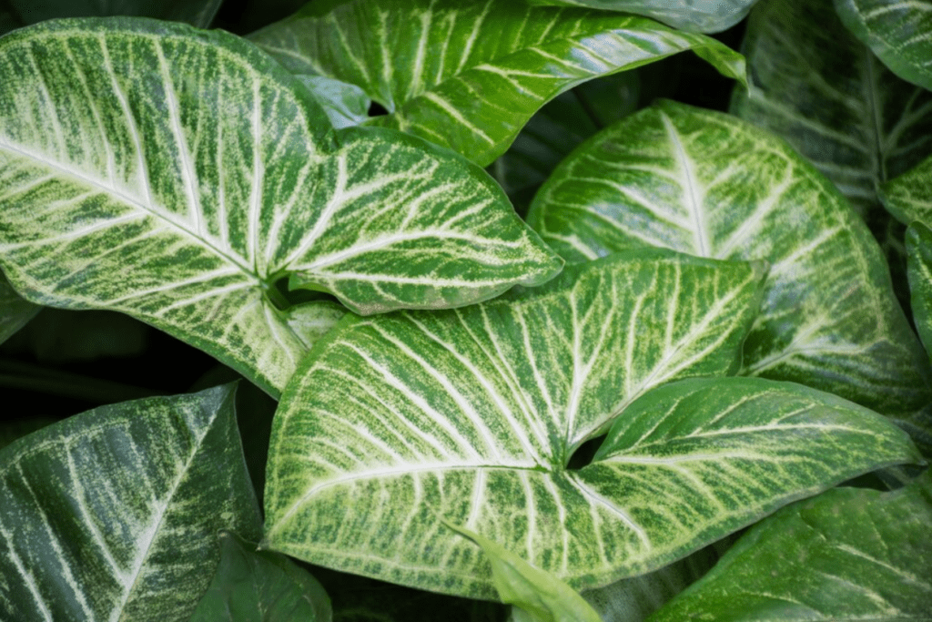 A close-up view of a green and white leafed plant, showcasing its intricate leaf patterns and vibrant colors.