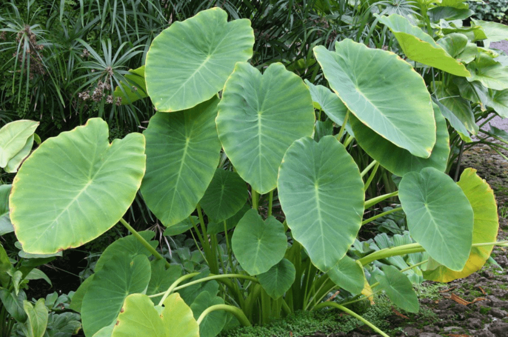 A large green plant with numerous lush leaves, showcasing vibrant foliage in a natural setting.