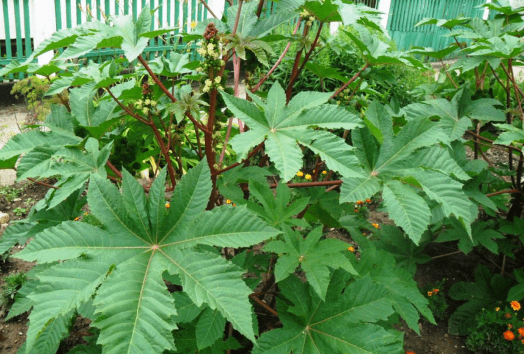 A vibrant plant featuring large green leaves adorned with striking red flowers, showcasing a beautiful contrast in colors.