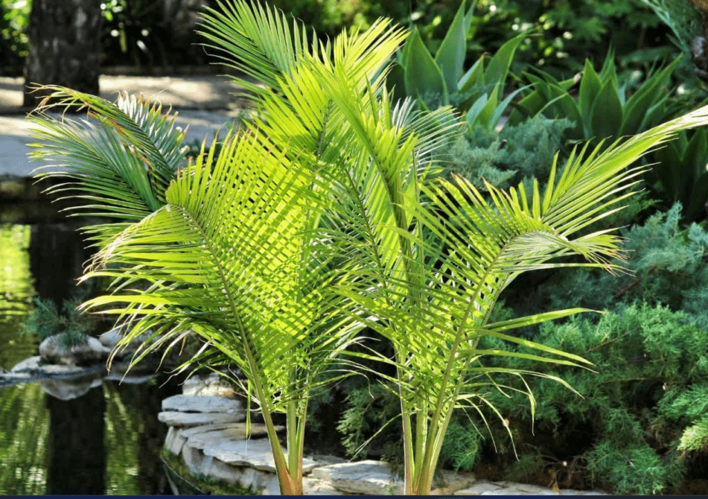 A lush palm tree stands tall in a vibrant garden, surrounded by shimmering water reflecting the sunlight.