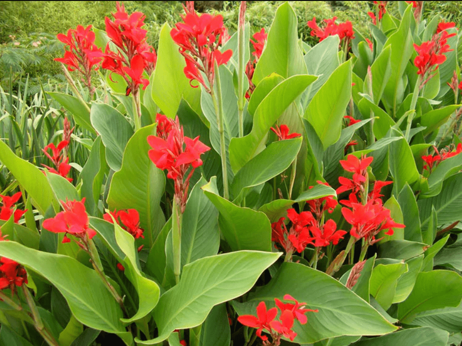 A vibrant plant featuring striking red flowers amidst lush green leaves, showcasing a beautiful contrast in nature.