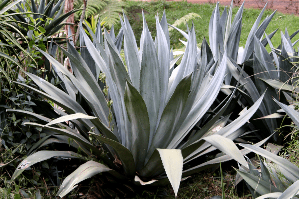 A large, lush green plant with numerous vibrant leaves, showcasing its abundant foliage in a natural setting.