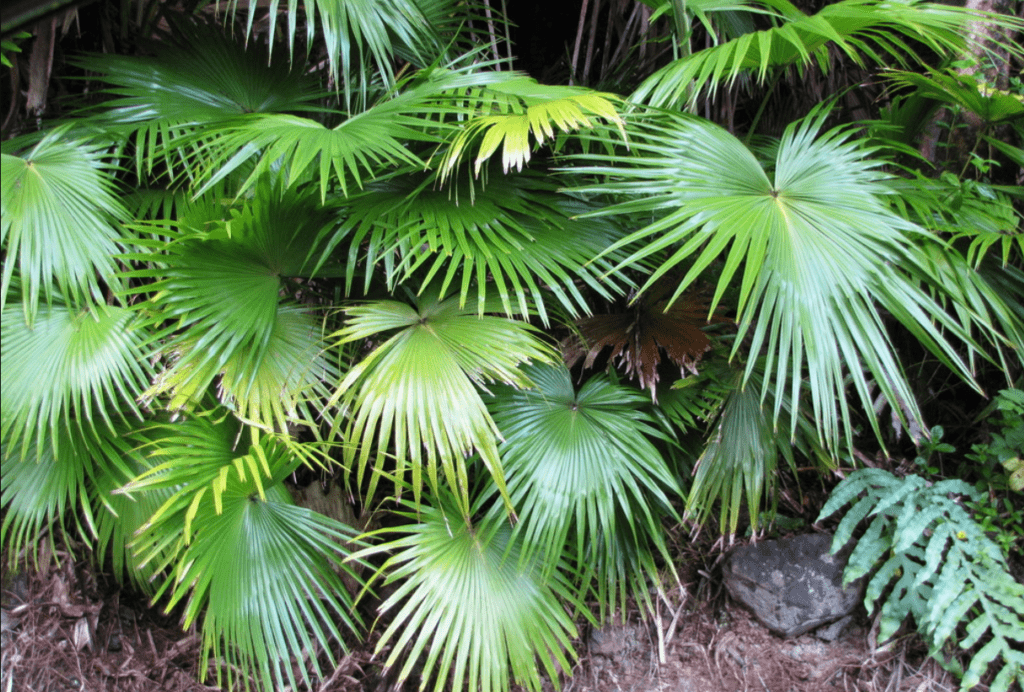 Lush rainforest scene featuring tall palm trees swaying gently in the breeze, surrounded by vibrant green foliage.