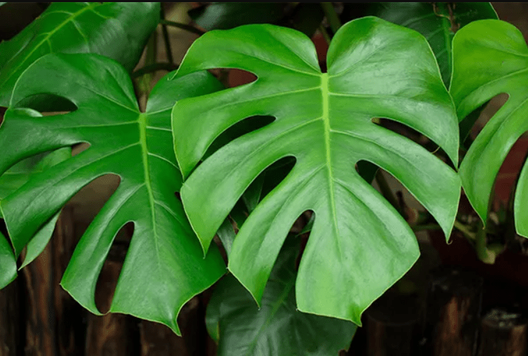 Close-up of a monstera deliciosa, featuring its distinctive heart-shaped leaves with unique splits and holes.